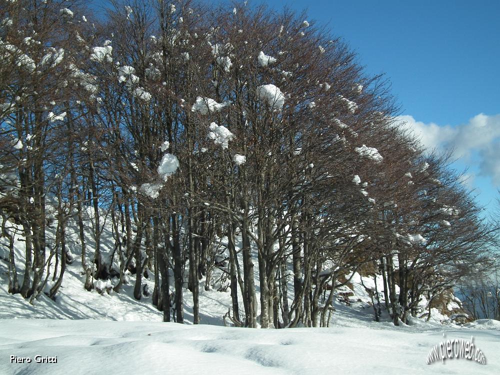 68 La neve si attarda sui rami.JPG